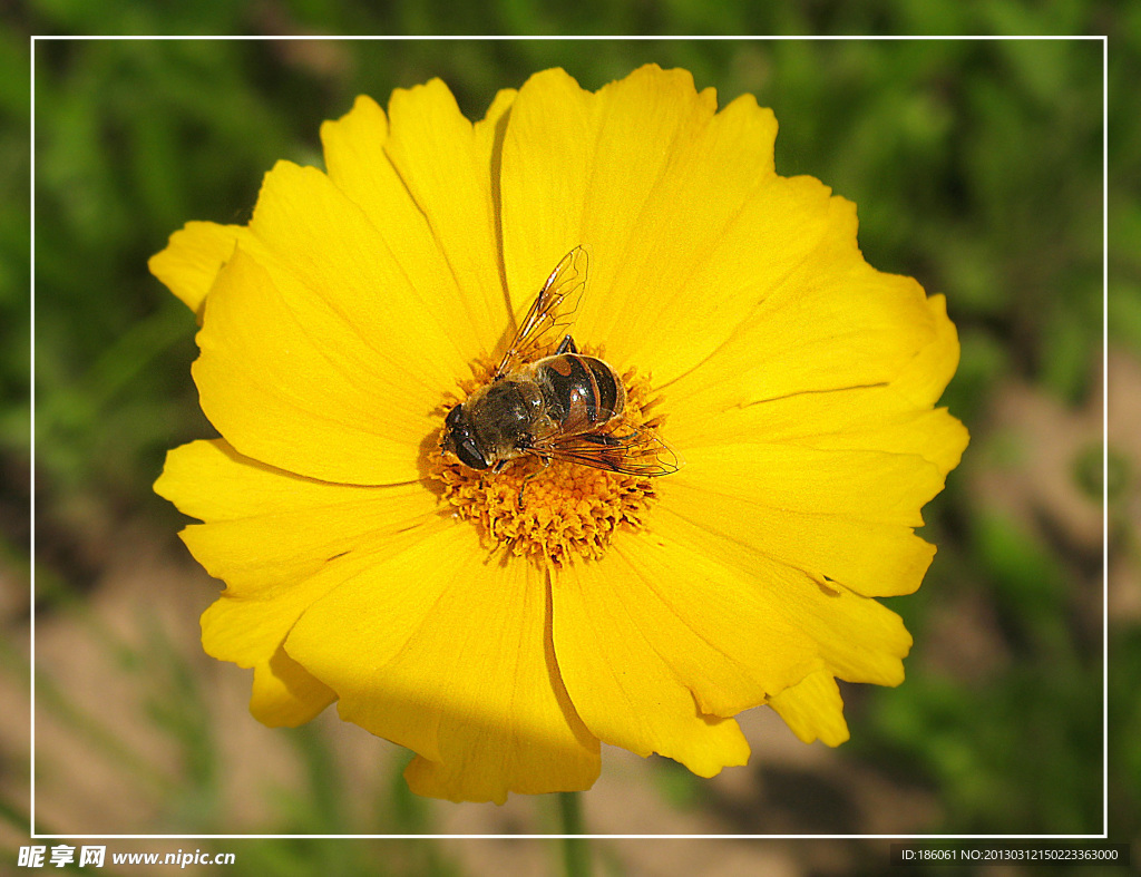 黄色小花 蜜蜂
