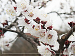 高清桃花