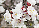 高清桃花