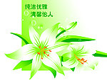 白色百合花