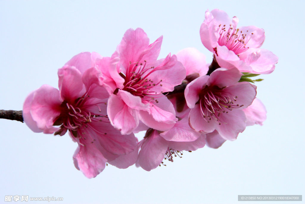 桃花