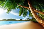 椰子树 海滩