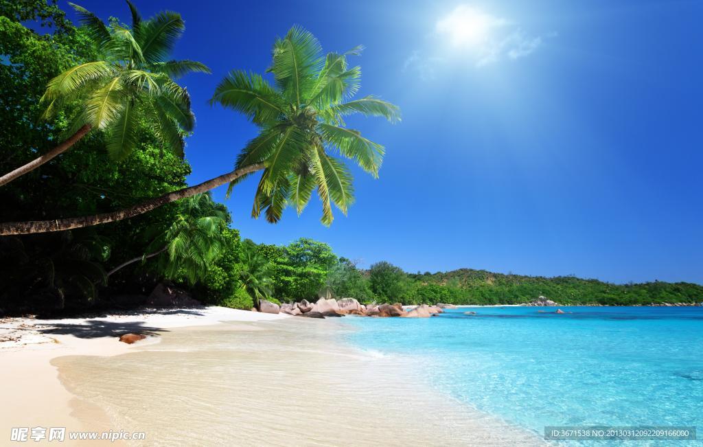 海滩 椰子树