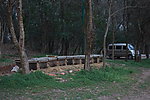 蜜蜂 树枝 树枝