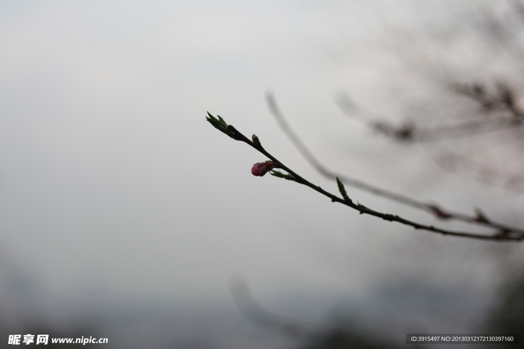 花蕾 桃花