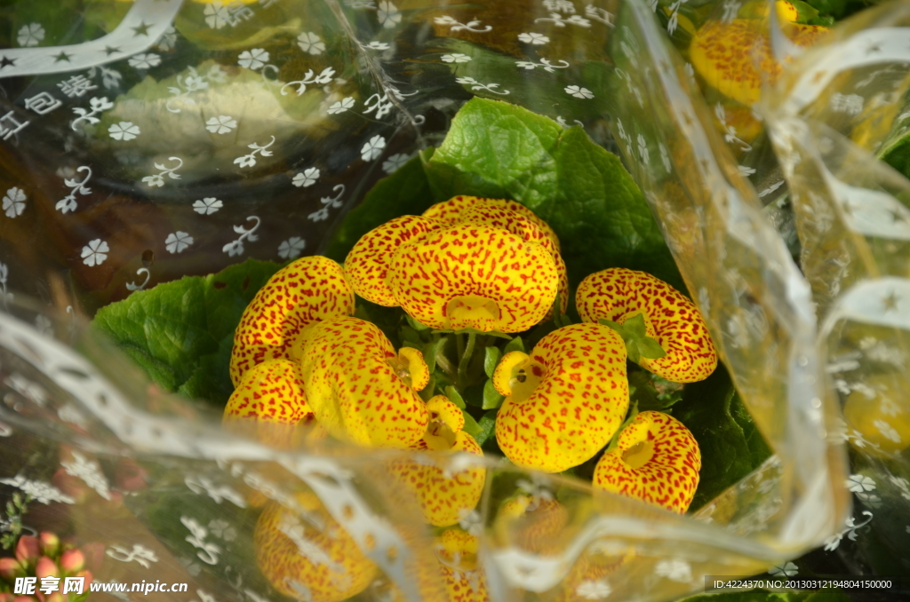 荷包花