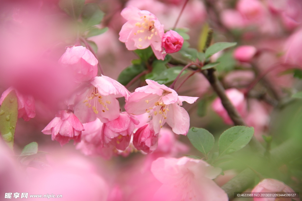 桃花