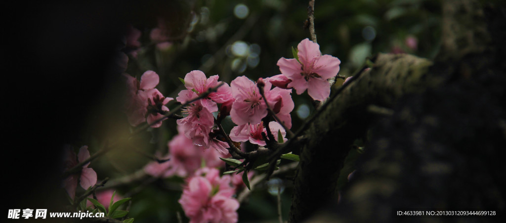 桃花