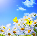 野菊花