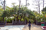 山顶风光