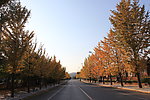 林荫大道