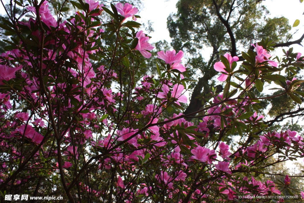 紫色杜鹃花