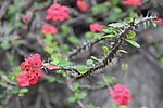 刺与小花