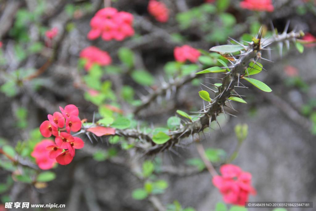 刺与小花