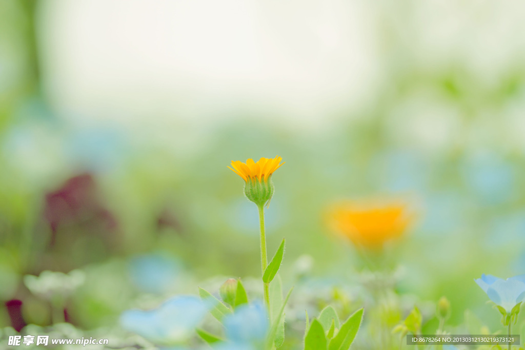 小黄花