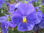 蓝色蝴蝶花