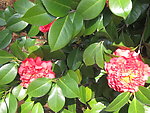 浙江金华茶花园茶花