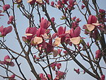 红色茶花树