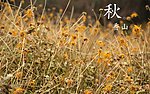 自然风景
