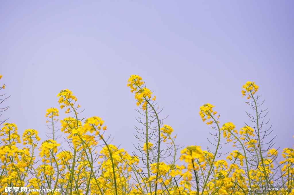 油菜花