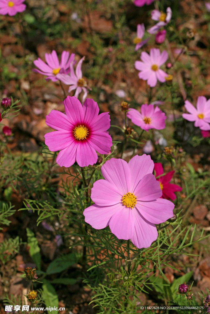 鲜花