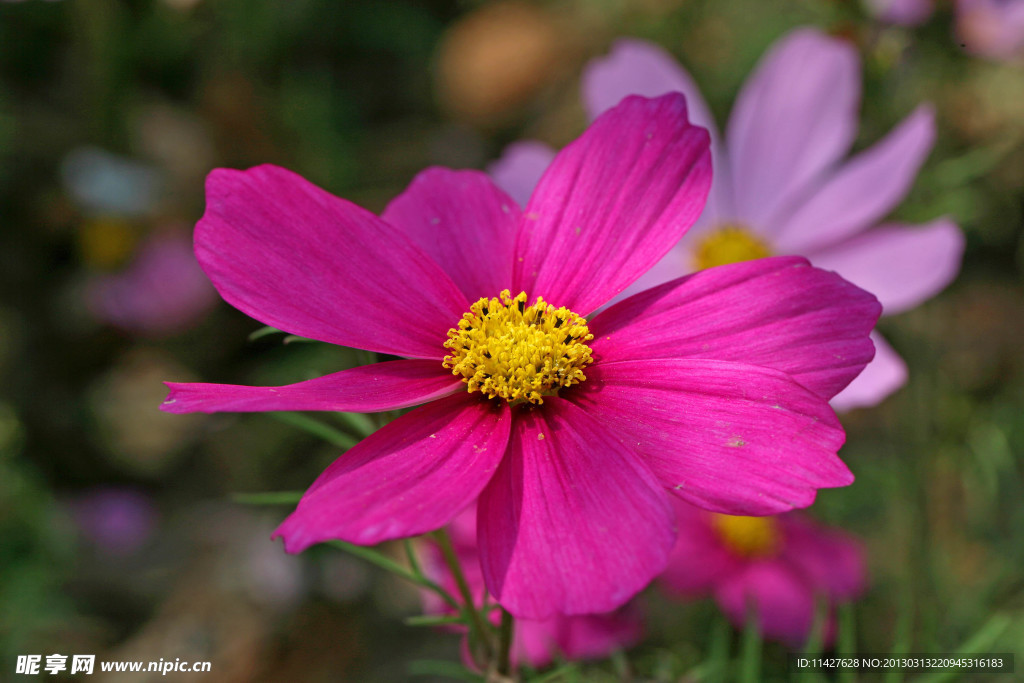 菊花