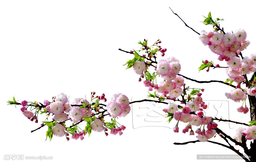 樱花