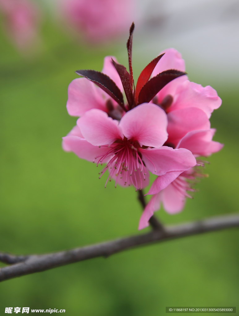 桃花