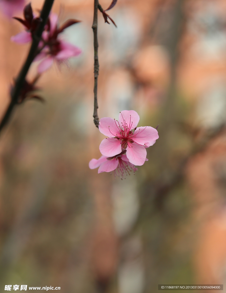 桃花
