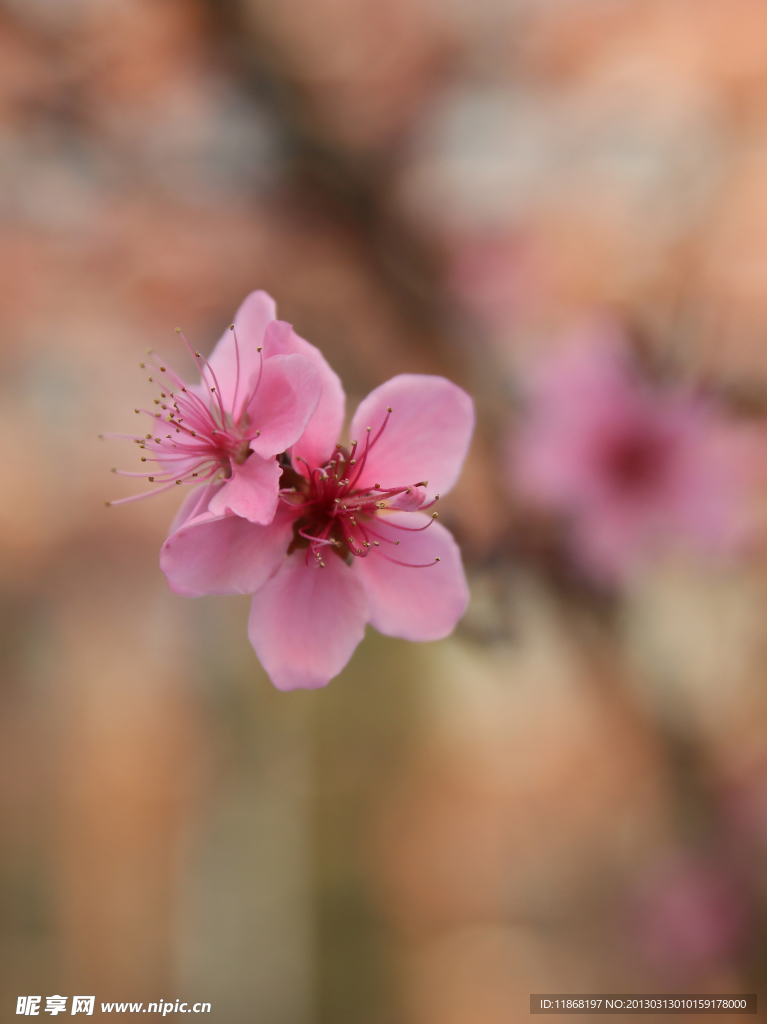 桃花
