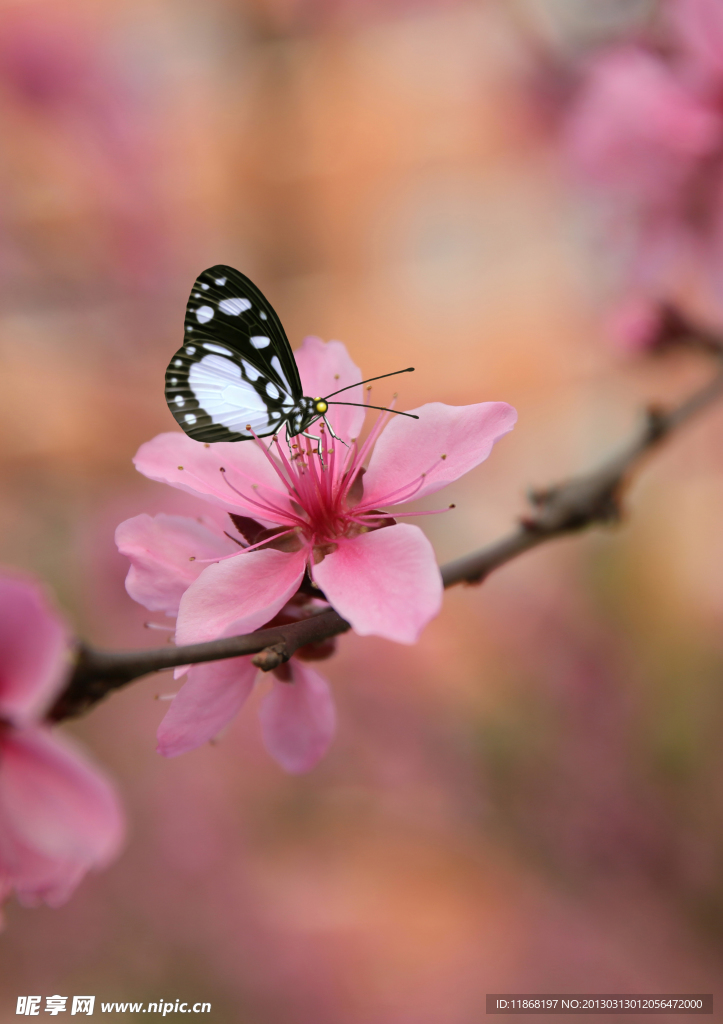 桃花