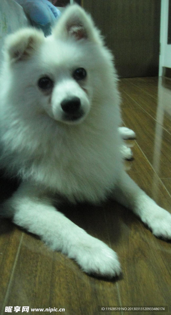 银狐犬