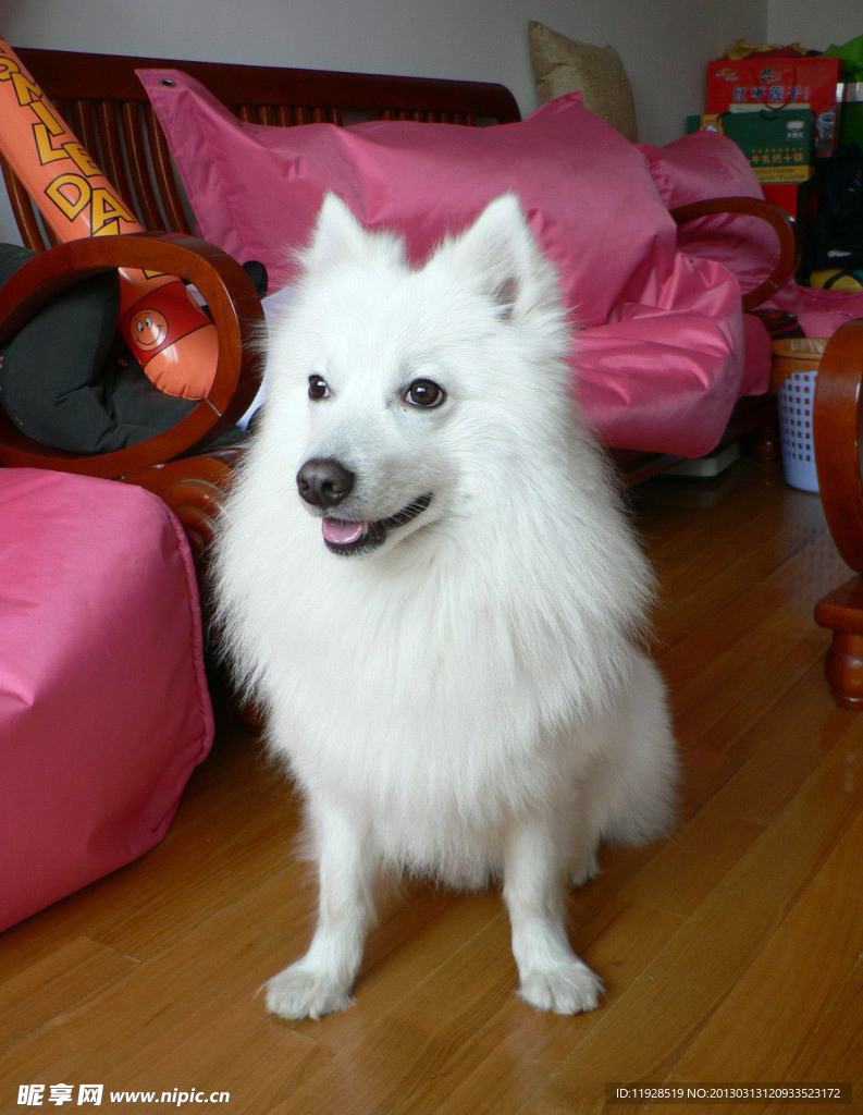 银狐