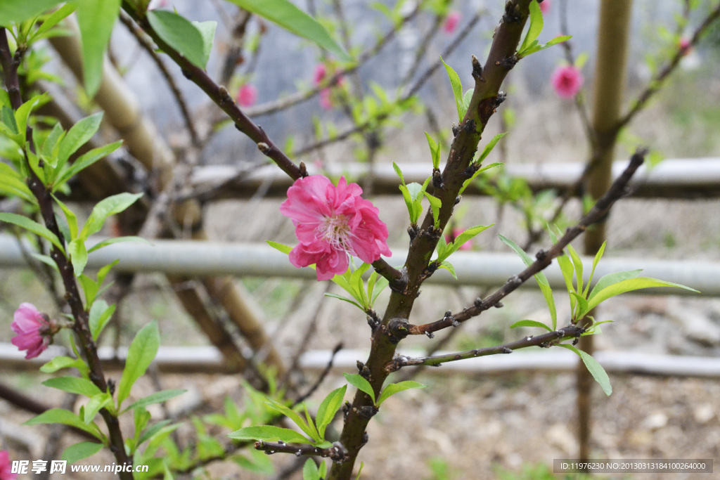 新年桃花