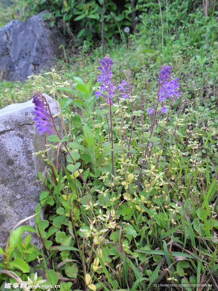 薰衣草