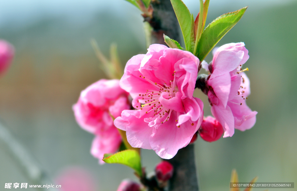 桃花