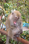国外猴子吃冰棍