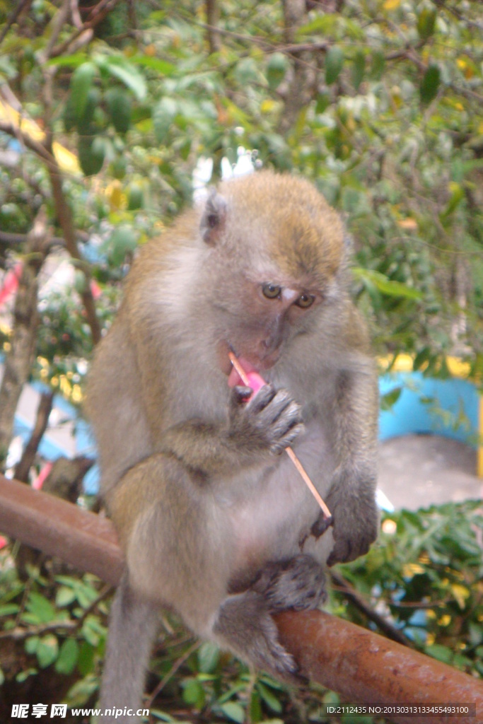 国外猴子吃冰棍