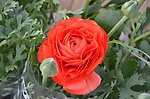 花毛茛