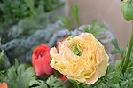 花毛茛