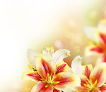 百合花