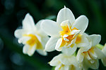 水仙花