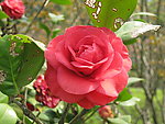 茶花