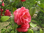 茶花