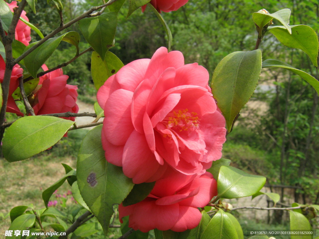 茶花
