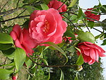 茶花