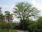 大树