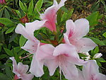 百合花