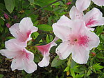 百合花