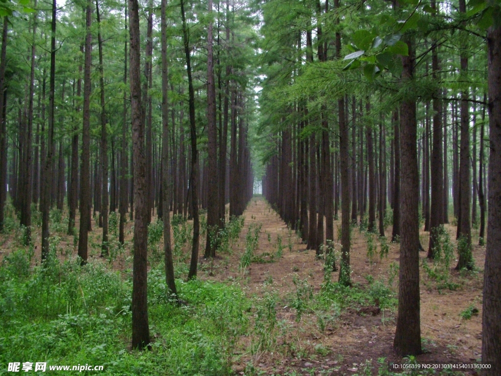 乡村美景